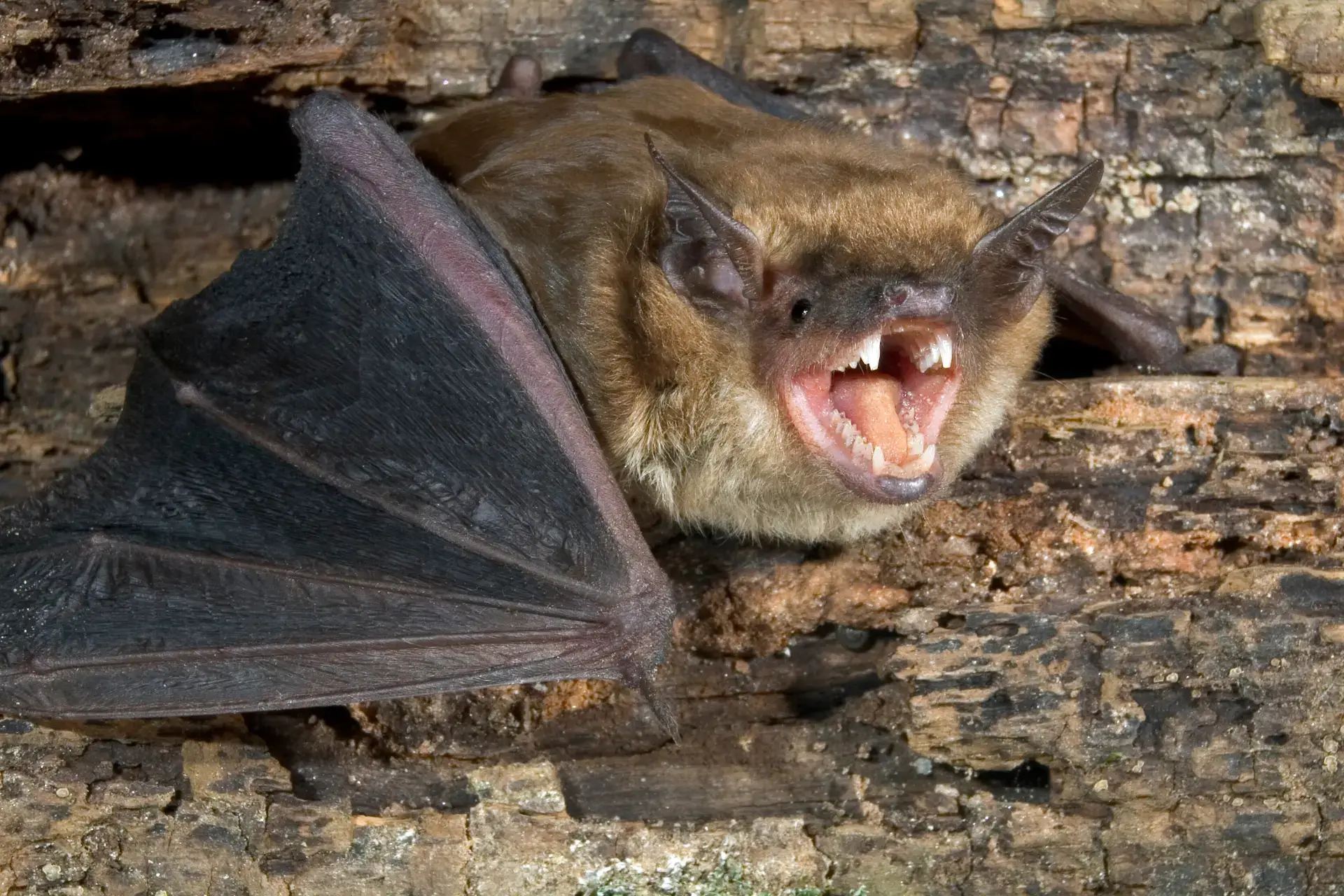 Safe Bat removal