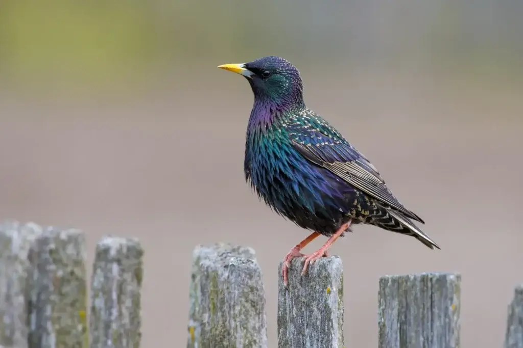European Starlings Control in North Carolina
