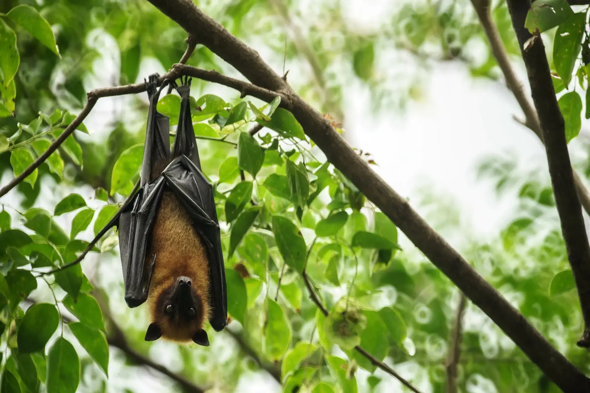 Humane Bat Control