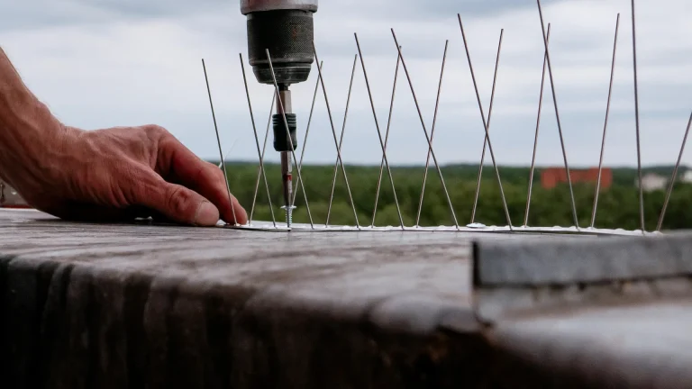 Why Repeated Wildlife Infestations Happen