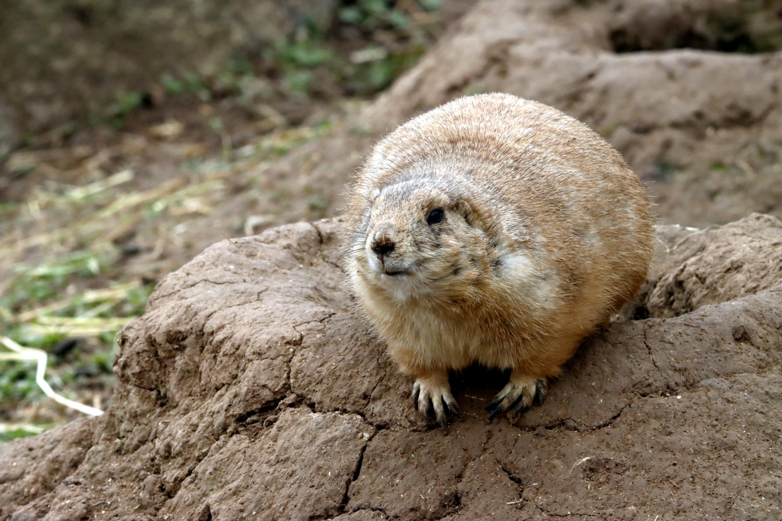 A prairie dog perched on rocky terrain, captured in natural light.
