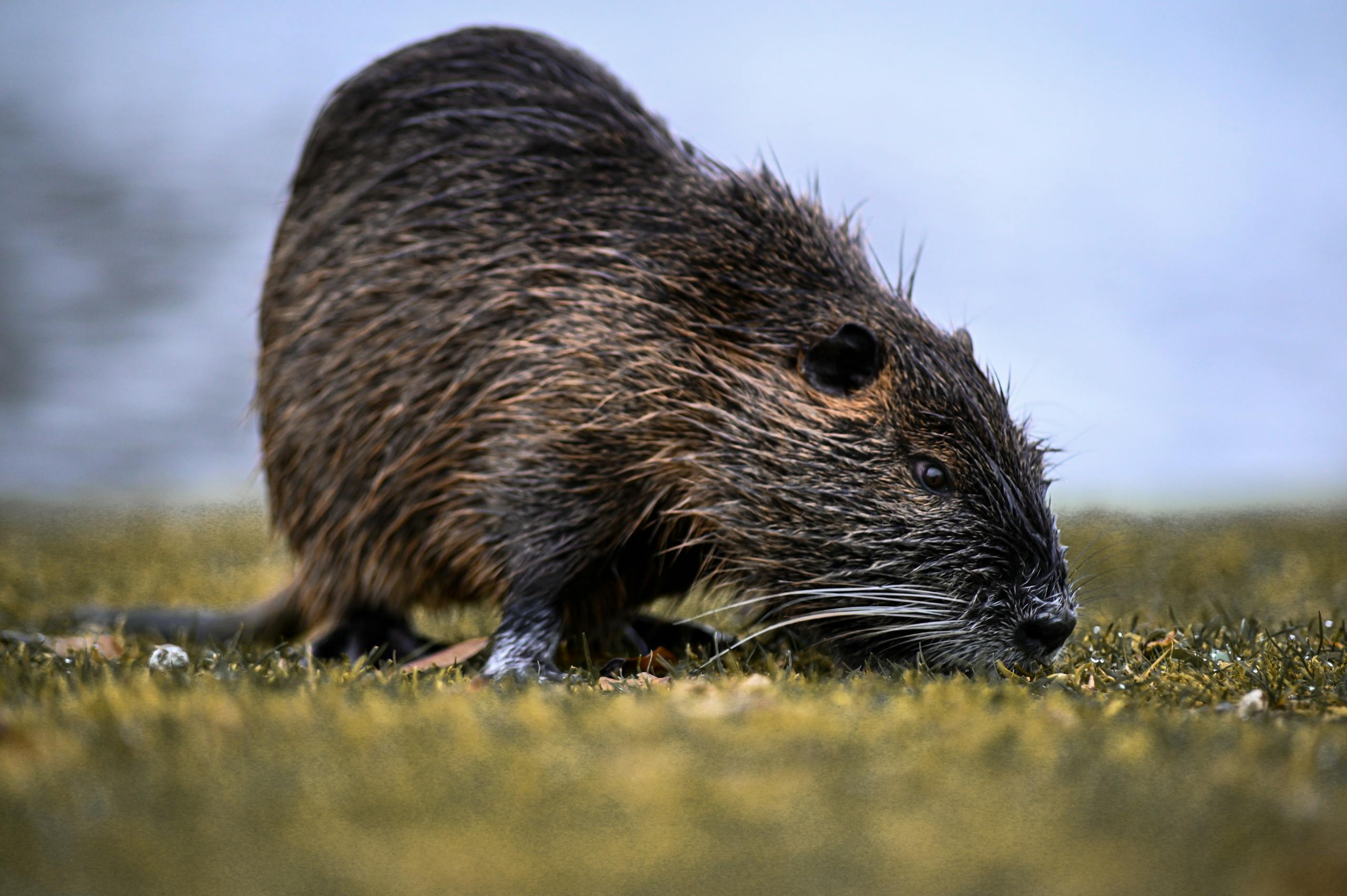 Close-up of a wet nutria exploring green grass with blurred background.