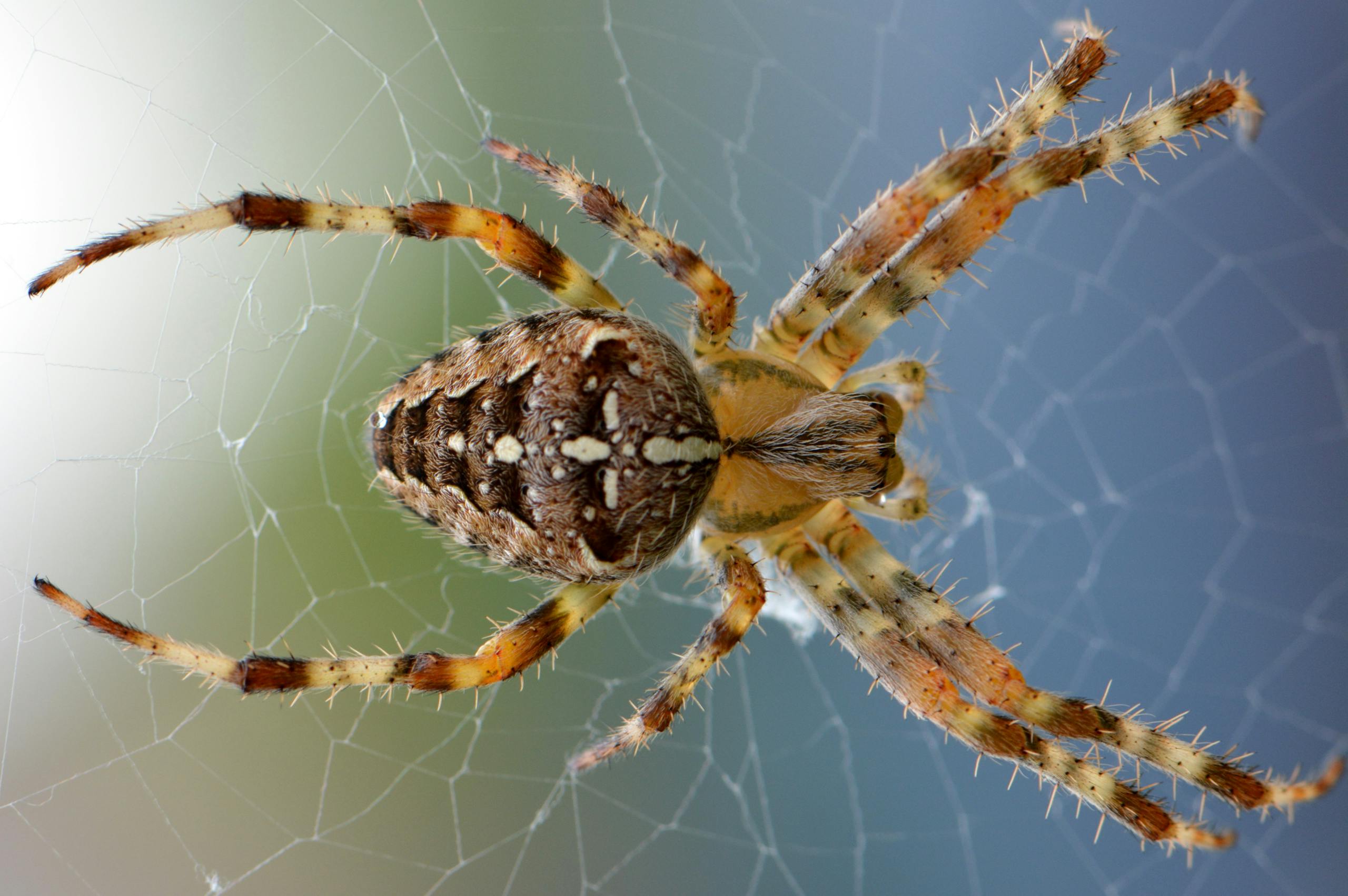 Detailed macro shot of an orb weaver spider on its intricate web, showcasing its vivid coloration.
