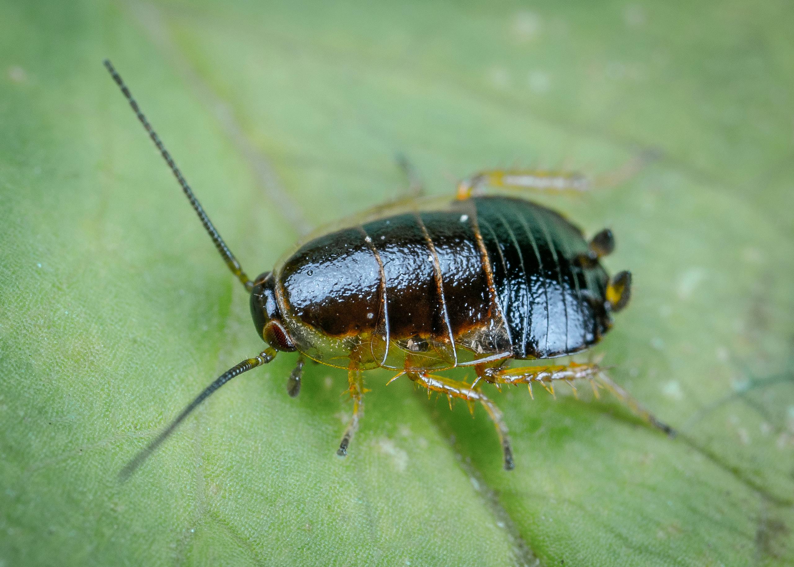 Macro shot of a cockroach on a green leaf, showcasing detailed insect features.
