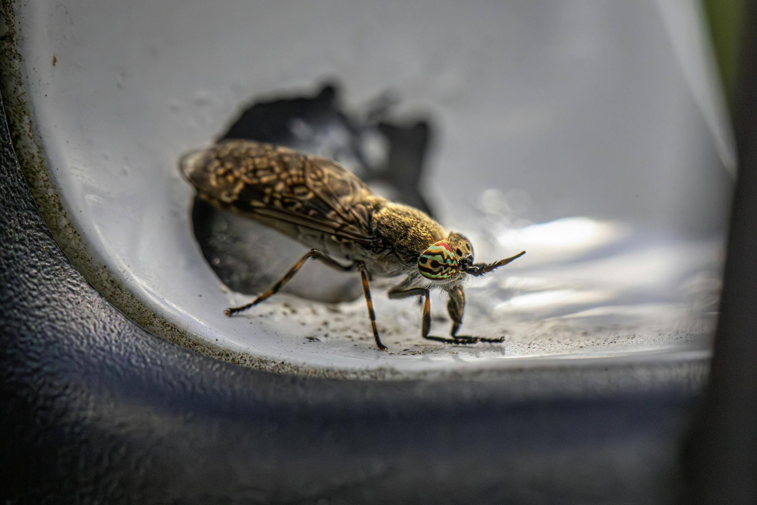 Macro shot of a colorful horse-fly (Haematopota pluvialis) explores a smooth surface outdoors.