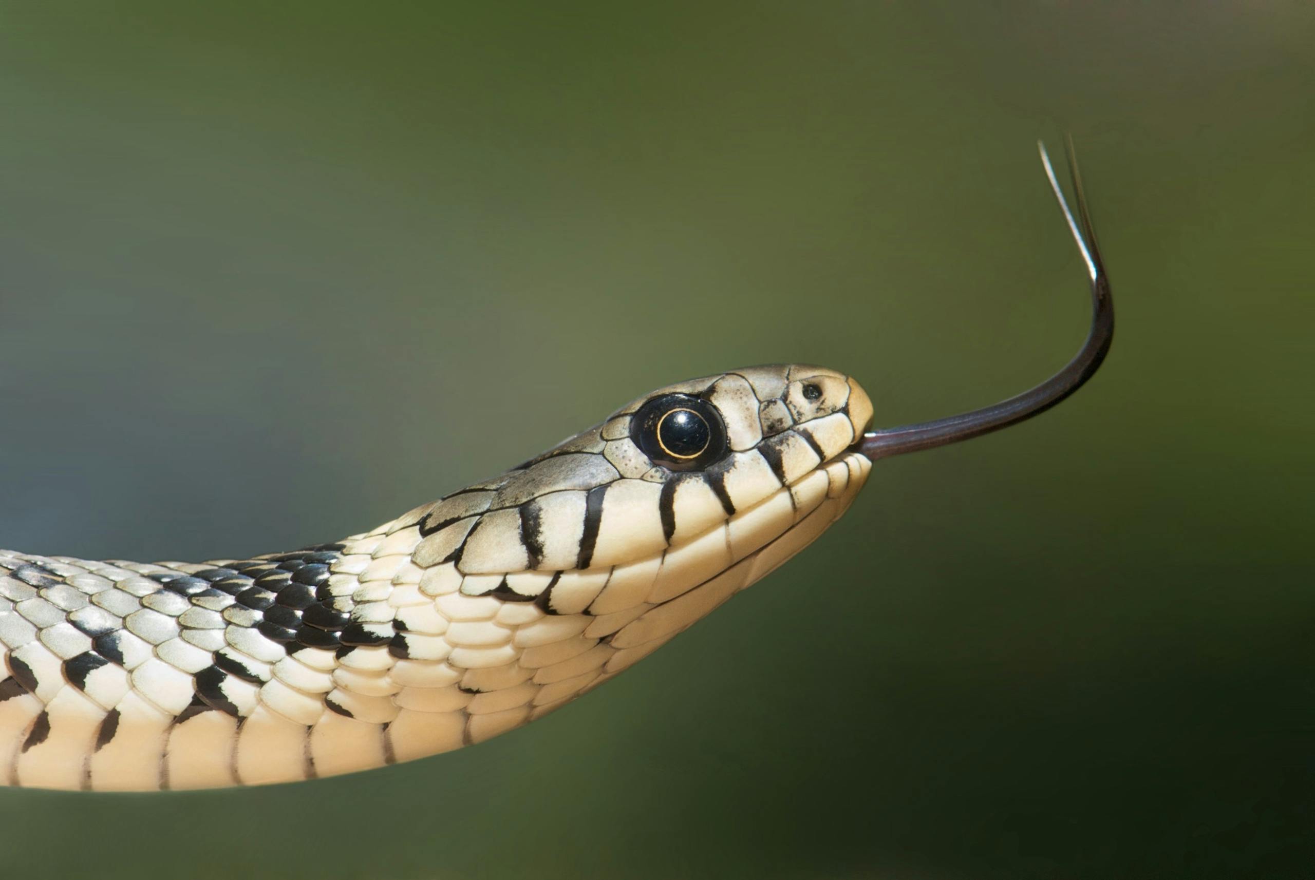 Macro shot of a grass snake showcasing its forked tongue and detailed scales.