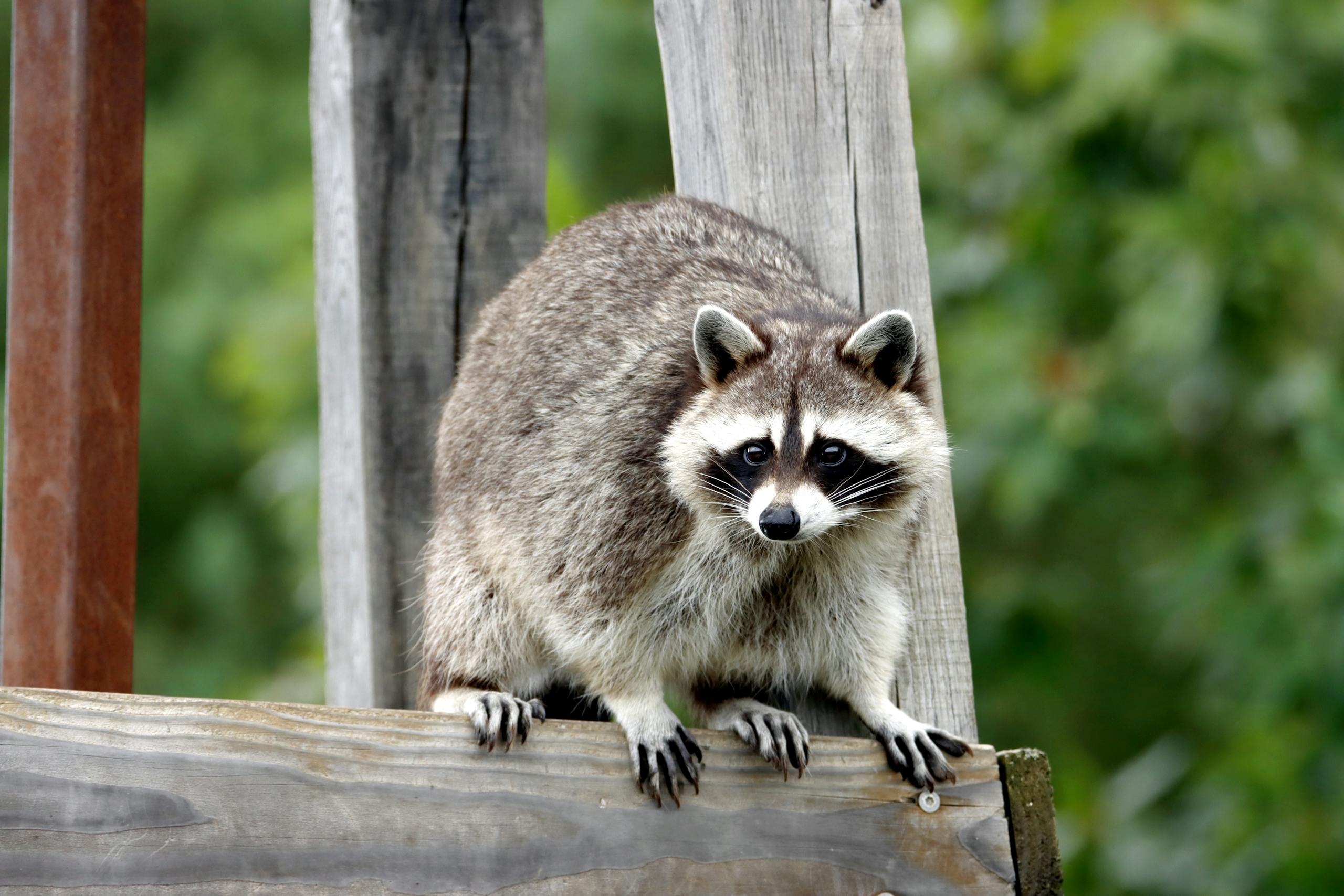 Portrait of a raccoon perched on a wooden structure with a blurred green background.