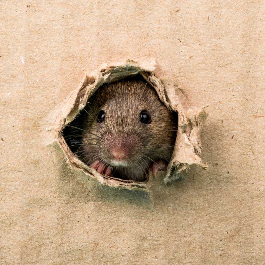Rat Control mouse peeking through a hole in drywall, showing common rodent entry points in homes