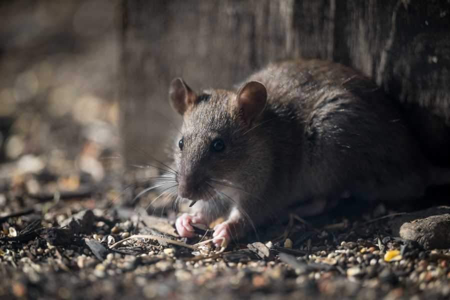 Rat Control rat hiding outdoors near a structure, demonstrating typical rodent behavior and infestation risks