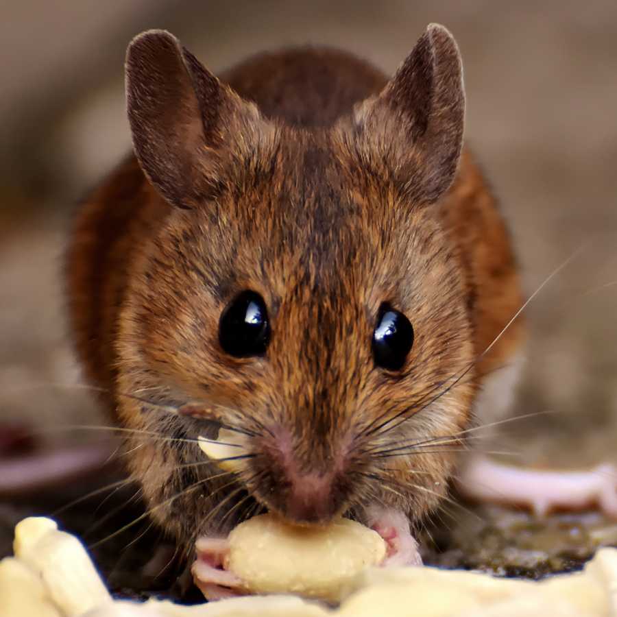 Rodent Control close-up of a mouse eating food indoors, showing signs of rodent activity and infestation