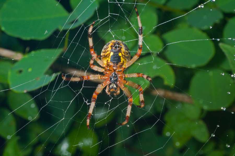 Spider Control orb-weaver spider on an outdoor web surrounded by foliage