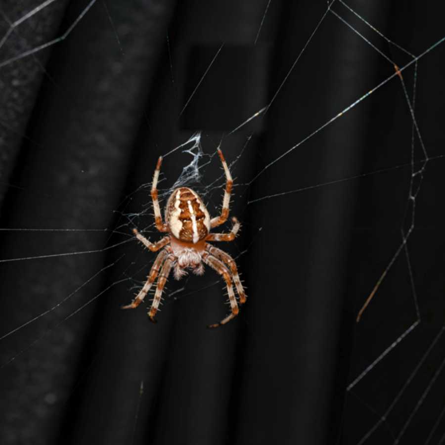 Spider Control close-up of a spider on its web indoors, showing common indoor spider activity
