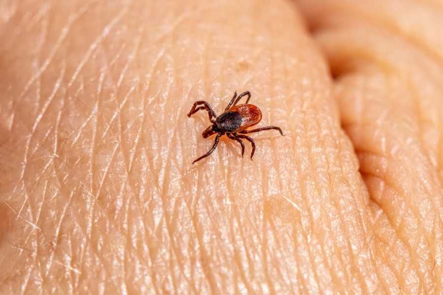 Tick Control close-up of a tick crawling on a human hand, highlighting tick behavior and risk of bites