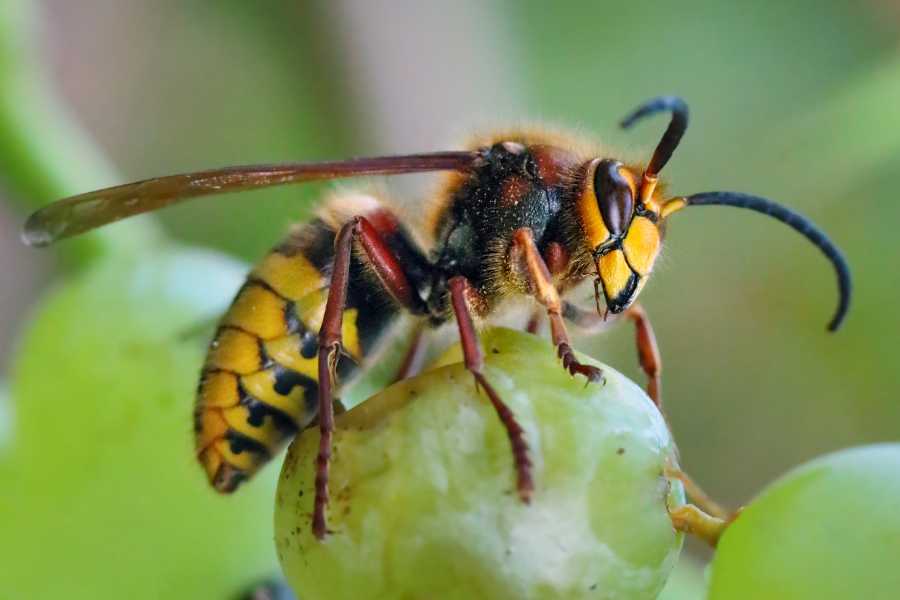 Wasp Control close-up of a hornet feeding on fruit, illustrating aggressive foraging behavior near homes