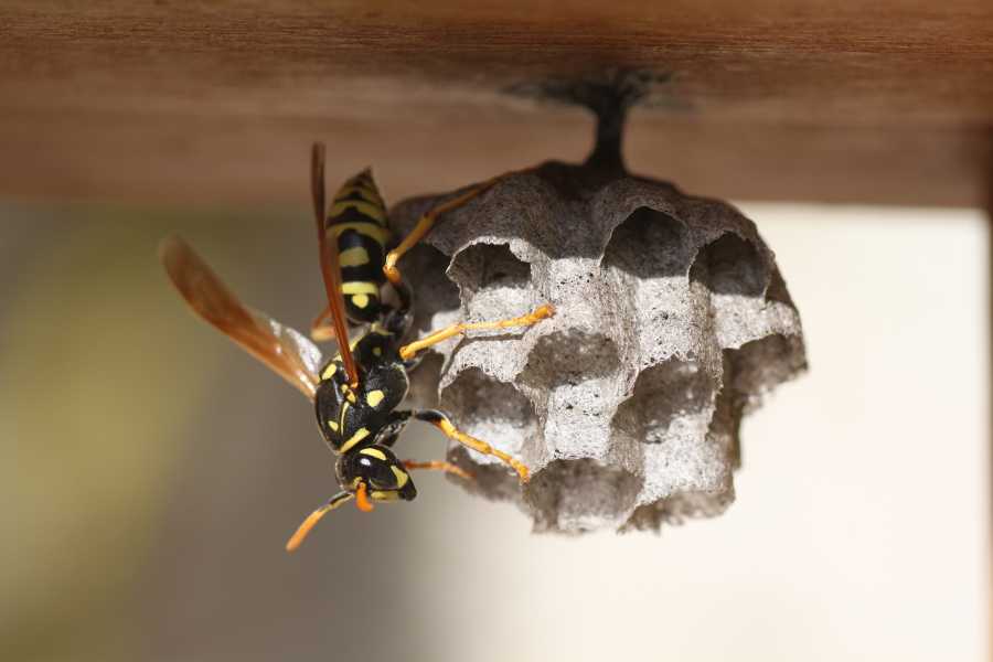 Wasp Control paper wasp building a small nest under a wooden eave, showing early nest formation