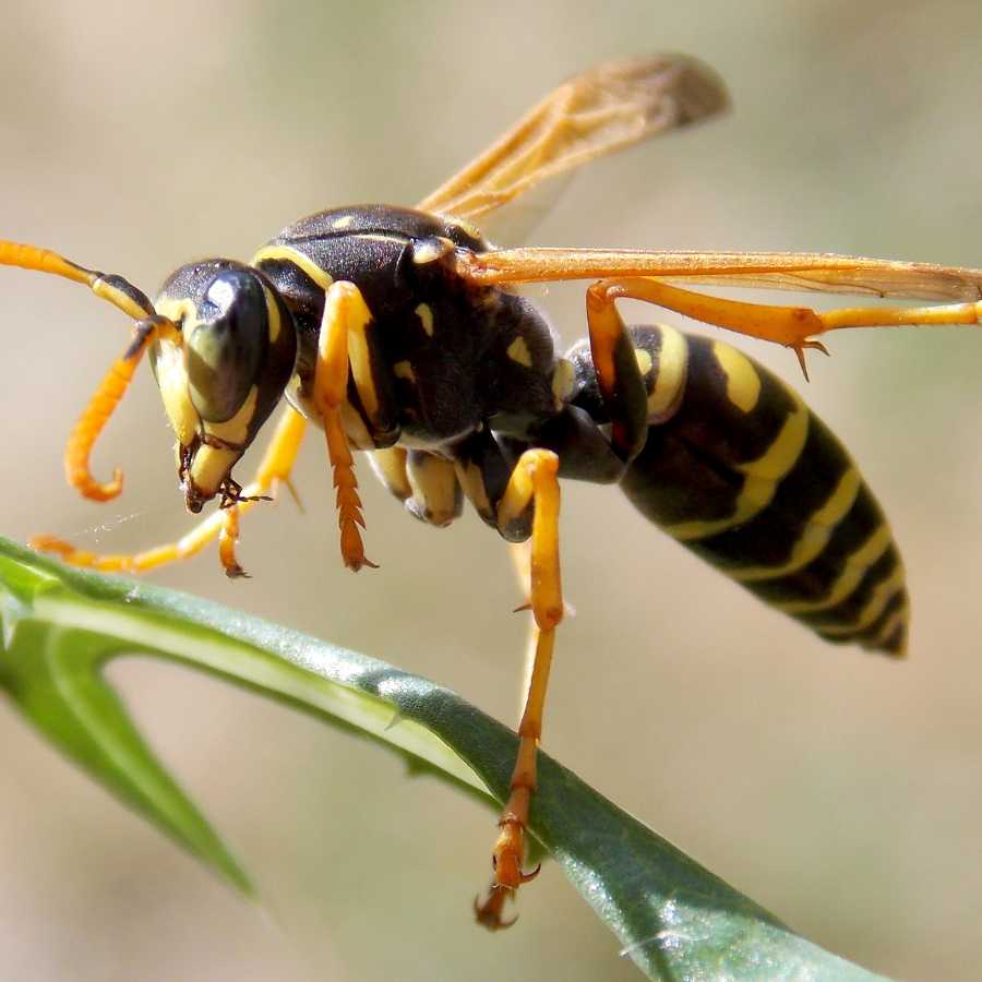 Wasp Control close-up of a paper wasp perched on a leaf, showing common wasp activity around properties
