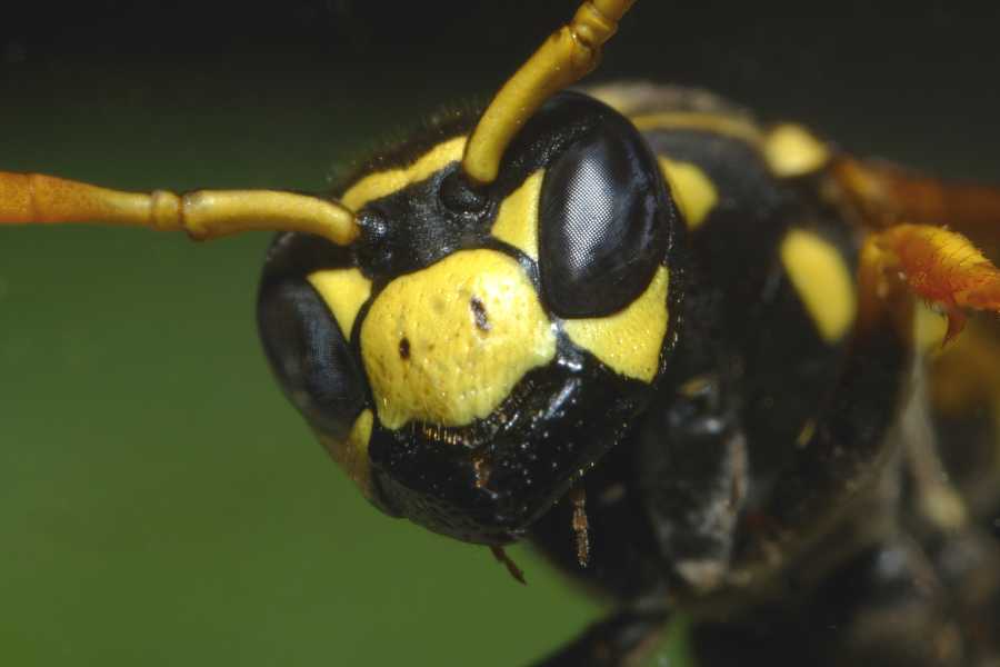 Wasp Control extreme close-up of a yellowjacket wasp face, highlighting stinging insect identification
