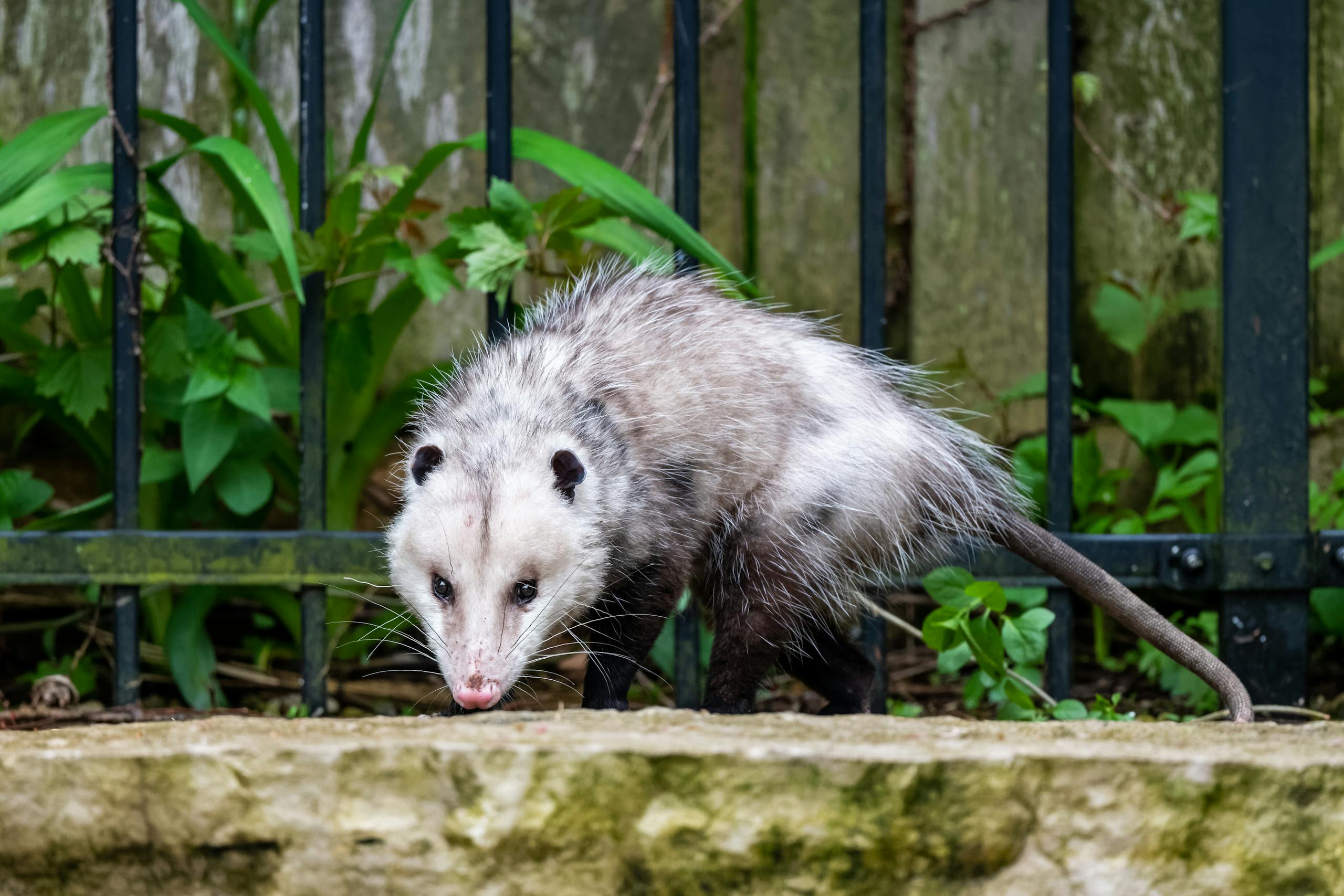 Wild Virginia opossum in an outdoor setting with lush greenery.