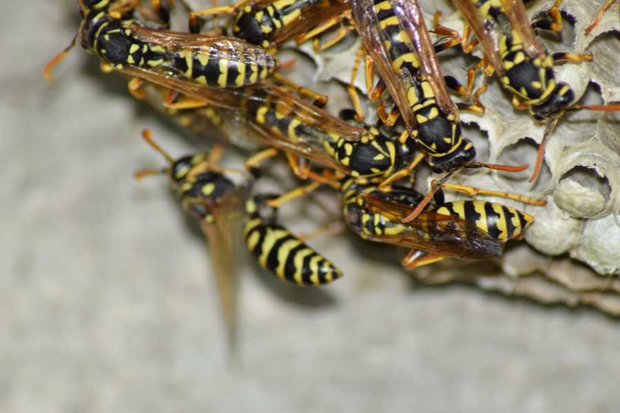 Multiple yellowjackets removal on an active nest, showing signs of a growing wasp colony