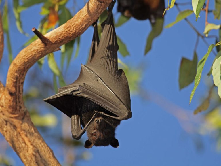 When Can You Legally Remove Bats in North Carolina? (And Why Timing Matters More Than You Think)